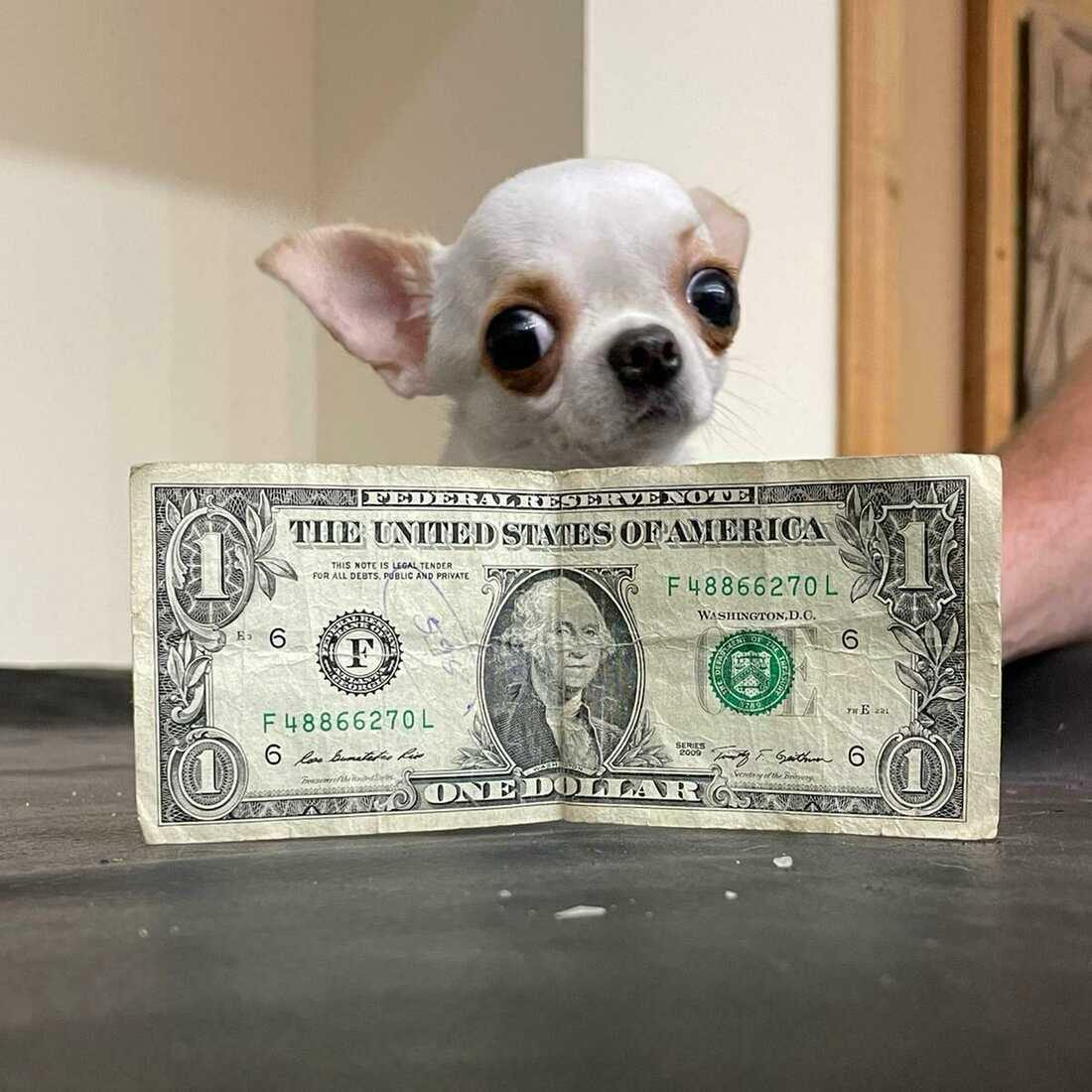 IT’S OFFICIAL! $PEARL IS LIVE!
🐶 The smallest and the cutest dog in history is now the hottest memecoin in crypto!
💰 100x potential 🤑
⚡️ Don’t be late—early buyers win big!
👥 Join the Community: t.me/SmolDog_onSOL