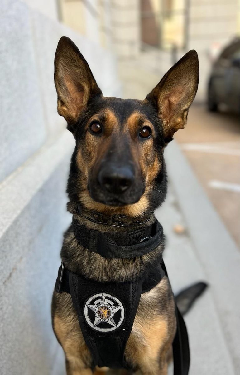 DenverSheriff's tweet image. Have you met Gage? He&apos;s our newest K9. He&apos;s a good one. Happy #SaturdaySparkOfJoy! #DSDEst1902 #WorkingDogsOfTwitter