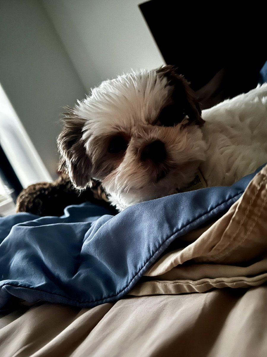 Pinkbarb27's tweet photo. My little buddy.  Making Saturday smile 😃 https://t.co/m8wwMmhRgc