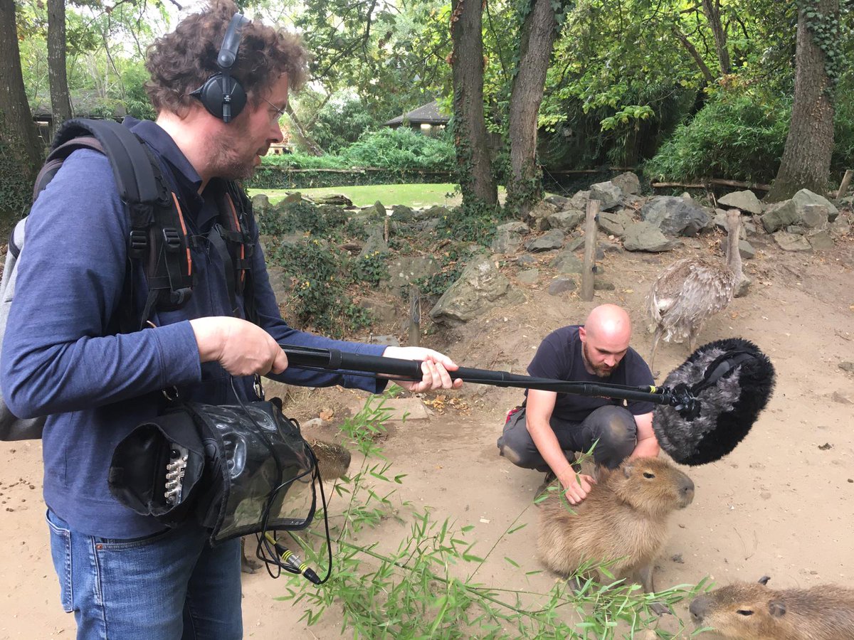 Tickling capybaras