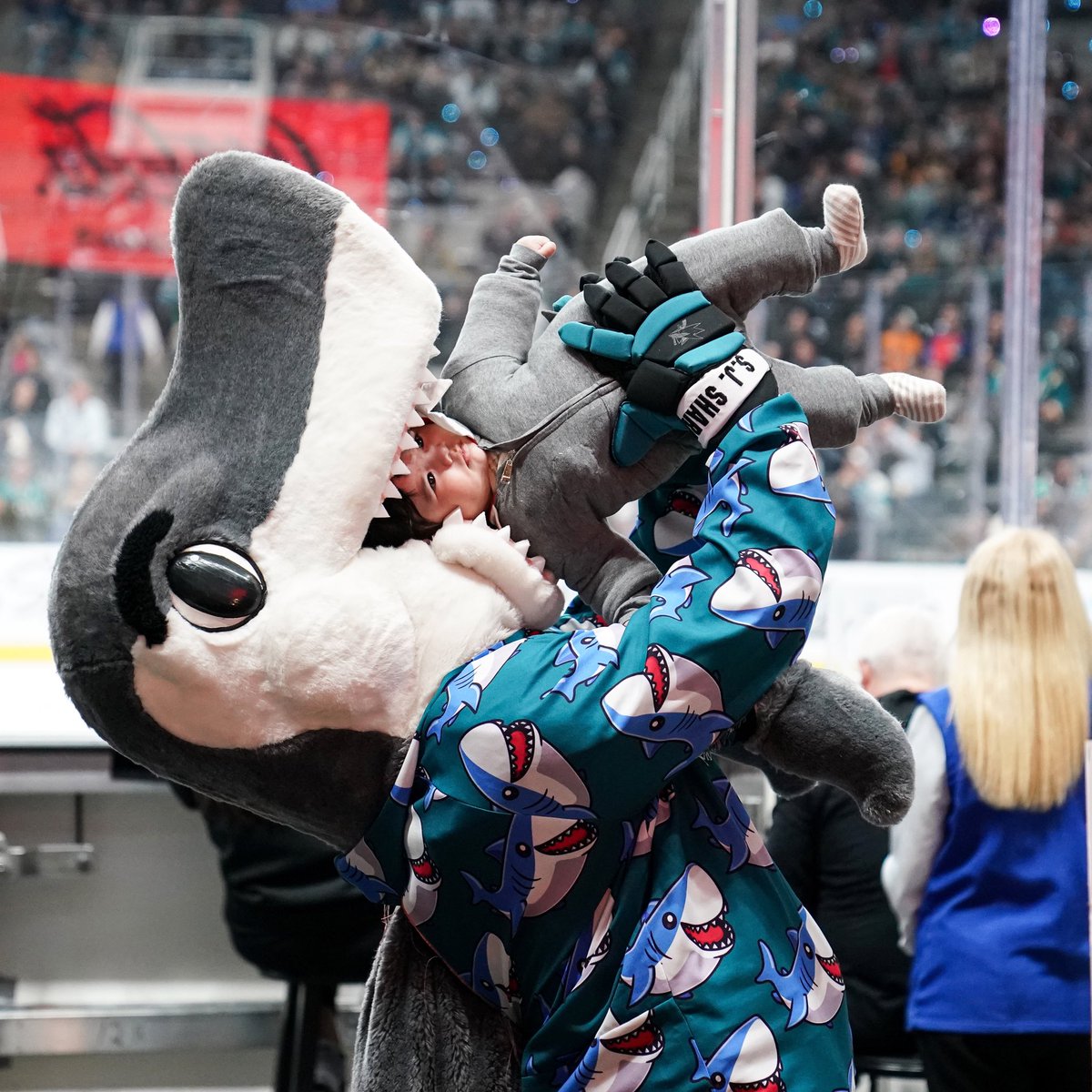 sjsharkie's tweet image. Shark Bait, Ooh Ha Ha!