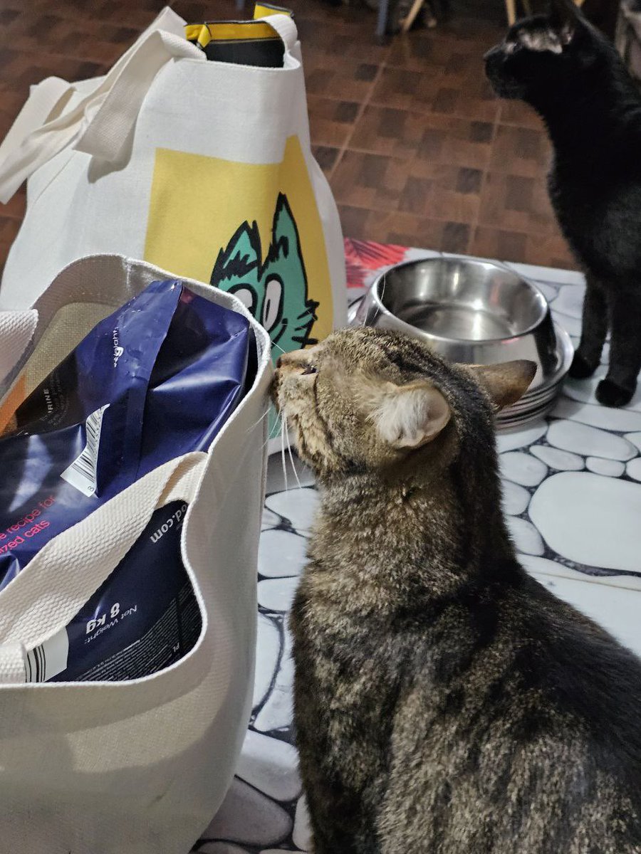 kaspy_io's tweet image. The next $KASPY charity event for pets in need will break records! 

#memecoins $KAS #KRC20