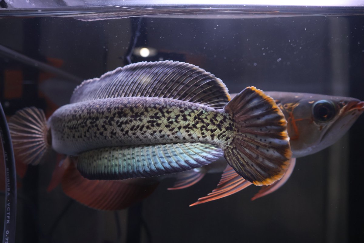 golyat_arowana's tweet image. 混泳諦めたくない😎
自己満の水槽を目指すんや…‼️

 #チャンナバルカ
 #ONERED