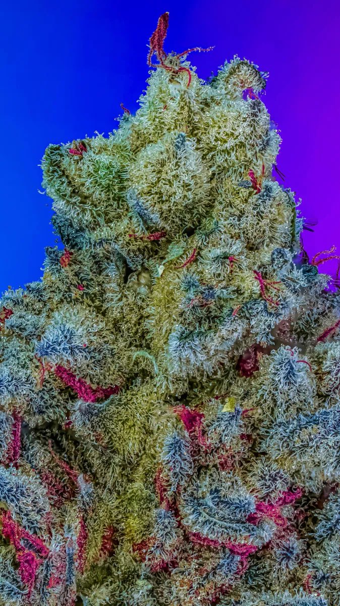 Blue Raspberry Warheadz 🤐