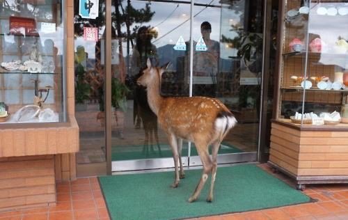 please  let   me  in  

i  need   to   buy   things