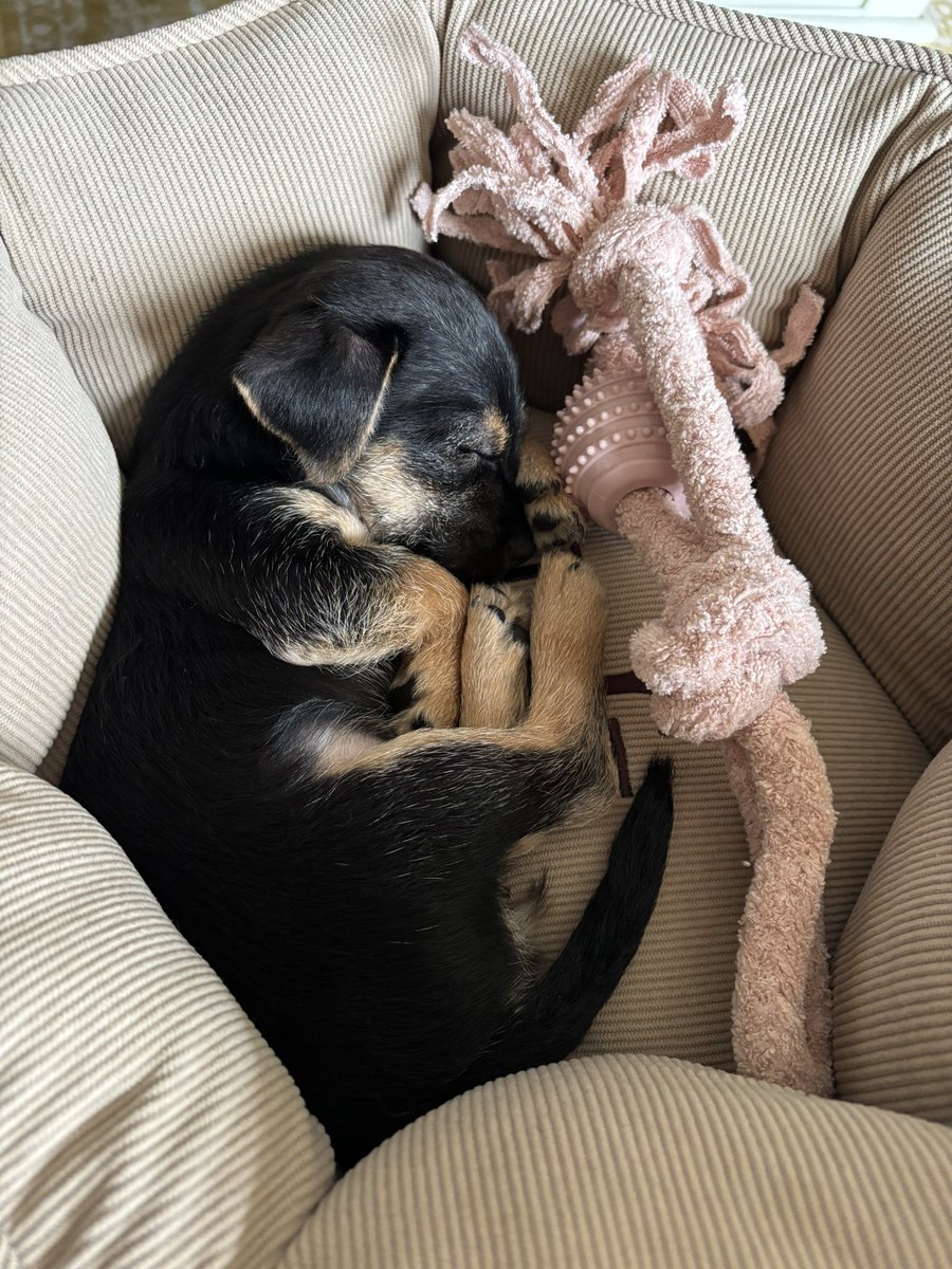 First full day with our puppy at our home, love her to bits. Peggy 💕