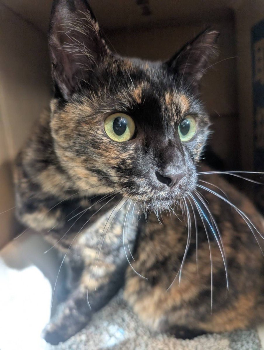 💞モナちゃん🐱ココア君兄妹✨一緒に❣️トライアルスタートしました😆🏠優しい性格で少し臆病な弟のココア君だけど、モナお姉ちゃんが一緒なのでとても心強いね☺️とても猫愛溢れる優しいご家族なのできっと幸せになれるよ🍀😭 #トライアル決定 #サビ猫#成猫はいいよ #北区赤羽