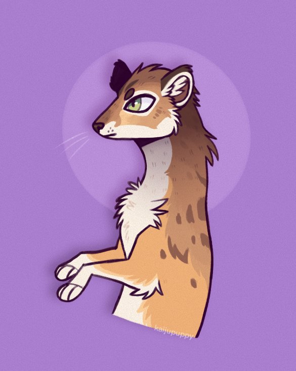 Stoat!