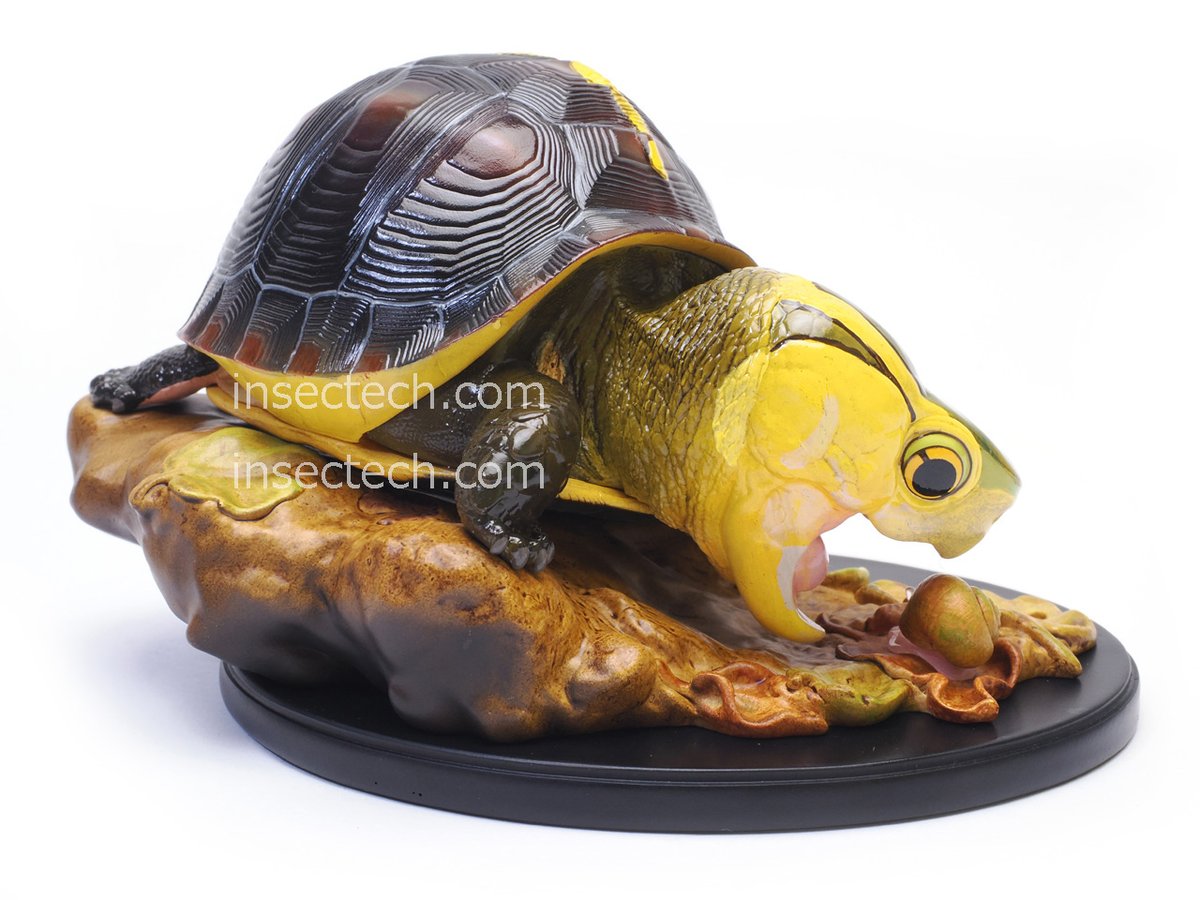 【動物の惑星】★上海展覧会限定ハコガメ2種類★ジオラマ第3、4弾! フィギュア 動物の惑星】☆上海展覧会限定ハコガメ2種類☆ジオラマ第3、4