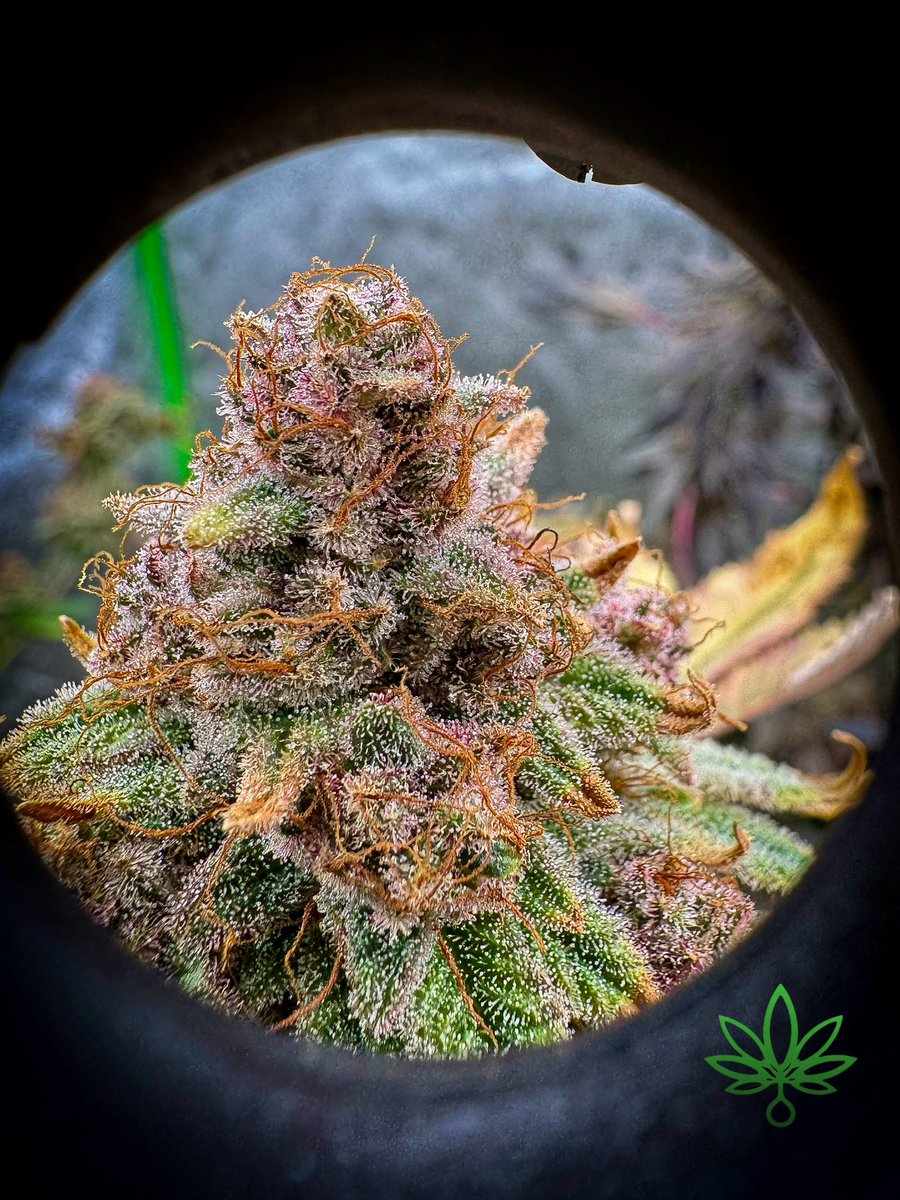 the_zig420's tweet photo. “Through the Lens” series
#skunkmagazine
#growmagazine
#cannaart
#cannacommunity https://t.co/bUDwz9CY6u