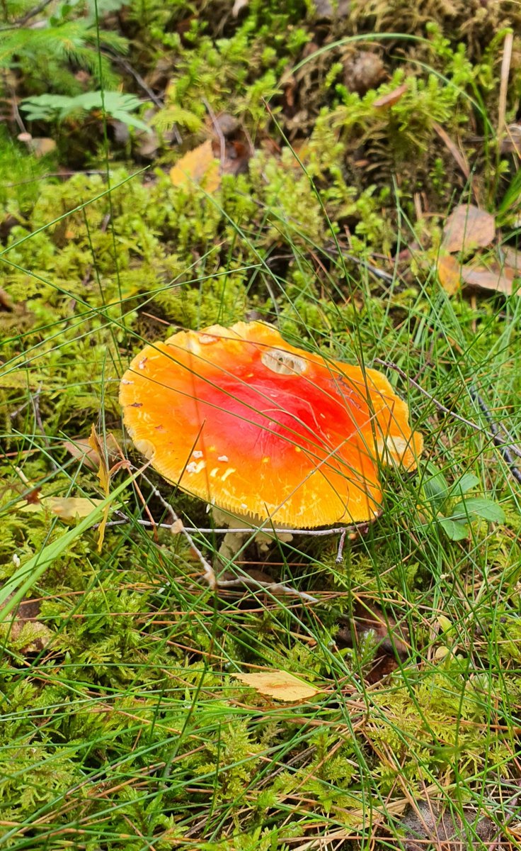BotaniccaPlant's tweet photo. #Amanita #muscaria ,commonly known as the #fly #agaric or fly amanita, is a basidiomycete of the genus Amanita. It is a large white-gilled, white-spotted, and usually red #Mushroom 🍄🍄🍄 https://t.co/ZPlWz0bLhZ