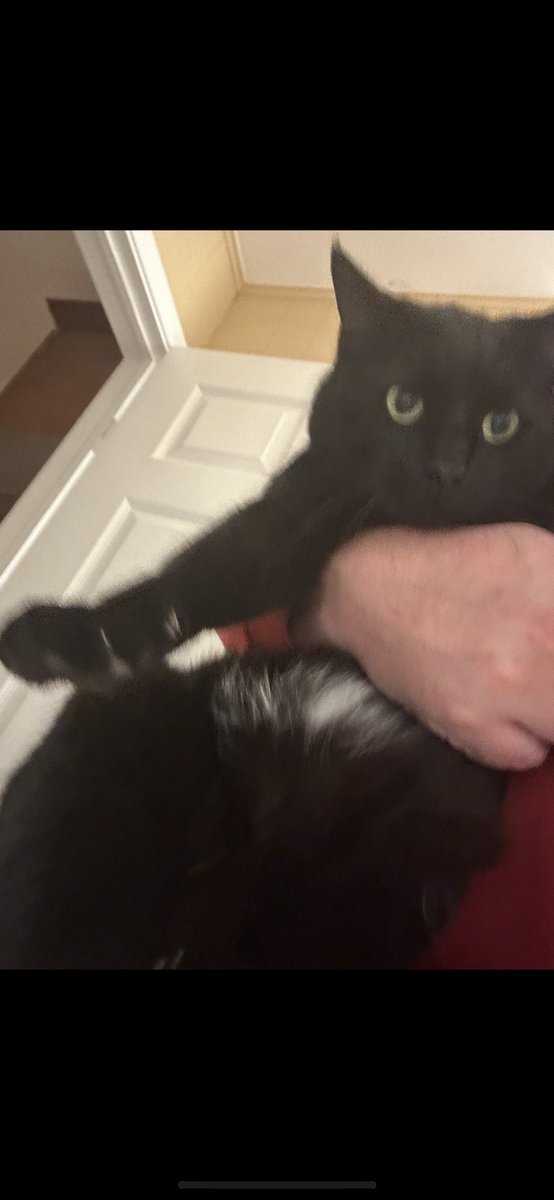 Quant called the Popcat bounce moments before it went up 30%

Hate him all you want but he’s out hereeeeee

The cat is black