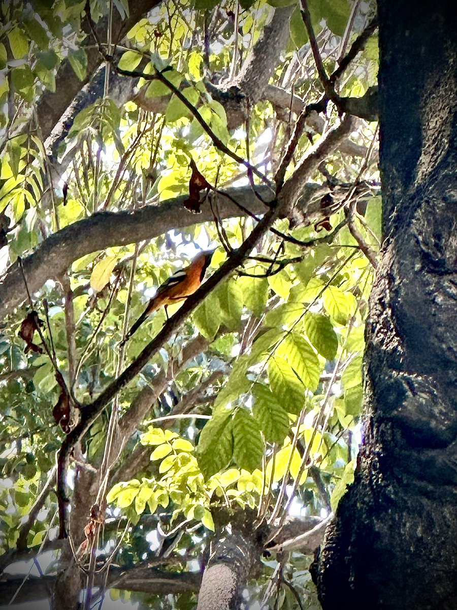 Los primeros avisos en mi patio de que la primavera está por llegar…