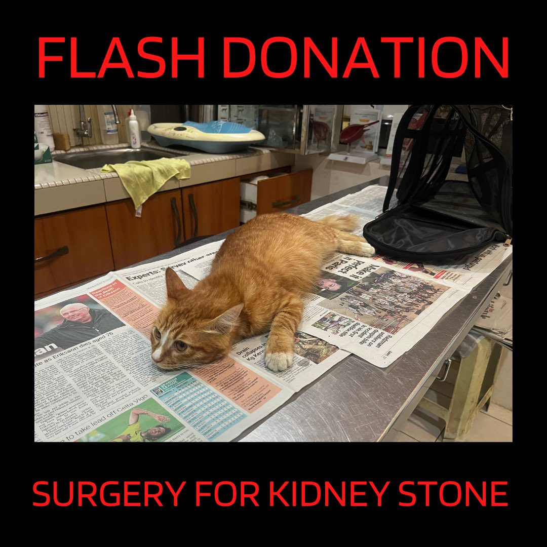 EMTWOAY's tweet photo. @bukansayani 4/2/2025
Found Adek today weak and cud not walk due to kidney stone. Clinic charged the total of operation and accomodation while he recovers adds to RM1820. Any kind souls would like to donate can transfer via qr code provided. Any questions can dm me or call clinic EE Seremban https://t.co/BNDNqbqcdD