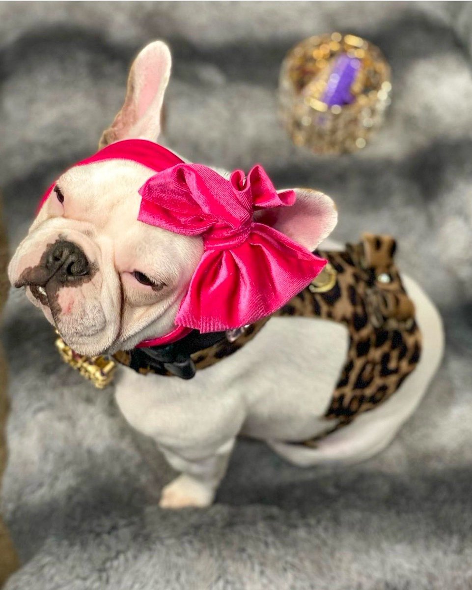 PoisePup's tweet photo. ✨ When it’s all about luxe! 💗 @poisepup has the goods ✨

Shop Now 🛍👉 https://t.co/OdEc1U9HIu
_______________________________
⭐️ Stylish. Luxurious. Beautiful.
⭐️ FREE worldwide shipping available!
⭐️ Wholesale Available
_________________________________
#poisepup https://t.co/spwaNWGpBx