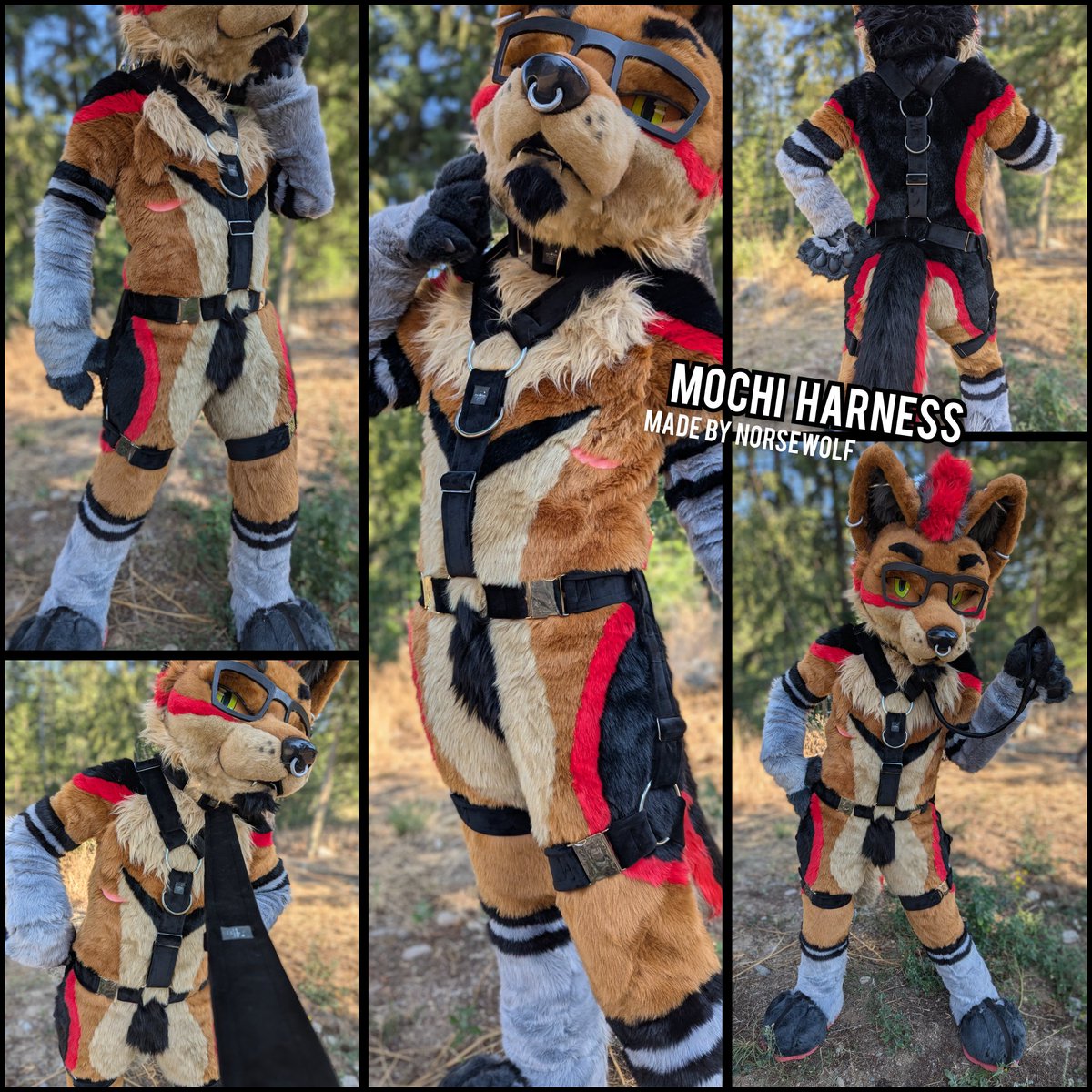 wildnorsewolf's tweet photo. Mochi harnesses... ultimate luxury... I have spots available for one or two! 👀 https://t.co/Zv0gIO7nKD