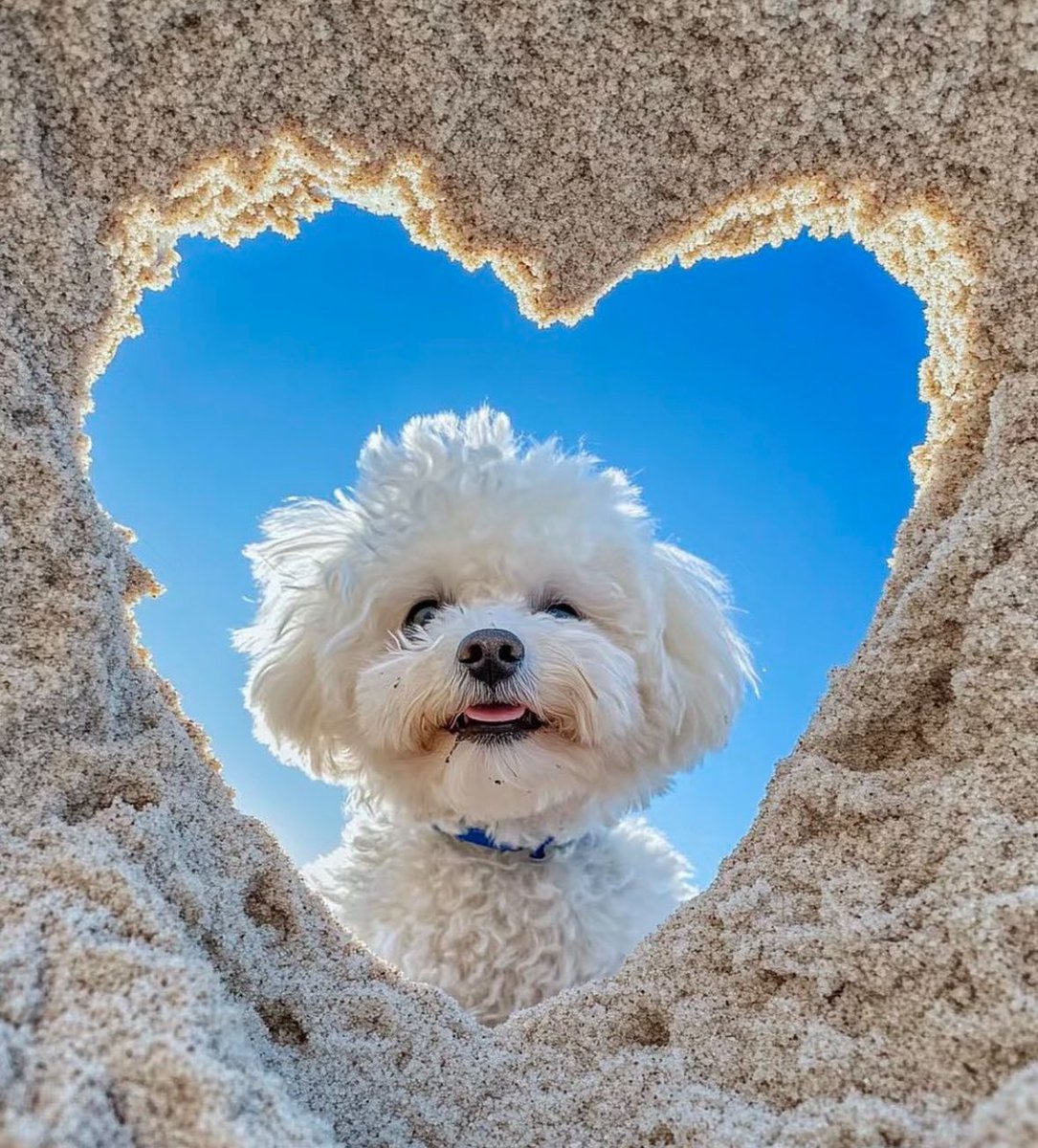 💖 (@twaniimals) on Twitter photo 