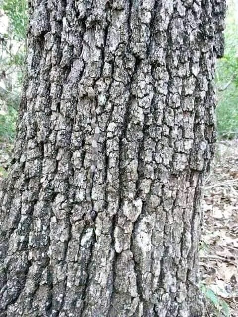 There's a snake in this picture! 

It took me 4 minutes to find out. 

Tell me how long it takes you to find it!