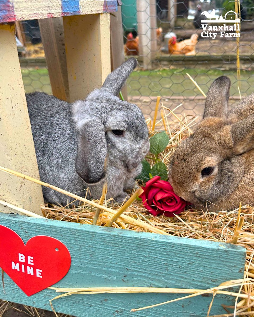 ❤️ Farm Lates: Valentines ❤️ Sat 15th Feb, treat your loved one to an exclusive VIP Meet &amp; Greet experience with one of our animals followed by dinner and drinks in our farm bar.
For all the love, click here: buff.ly/4arMvC4