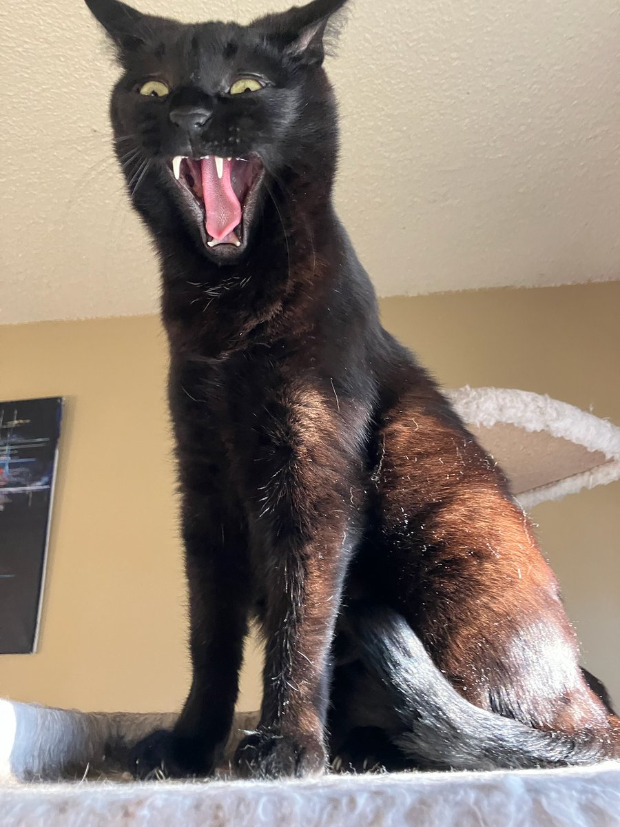 I was taking pictures of Edgar (Allan Poe) and caught him in mid-yawn.  I think I'm going to have nightmares now... #Caturday 😹
