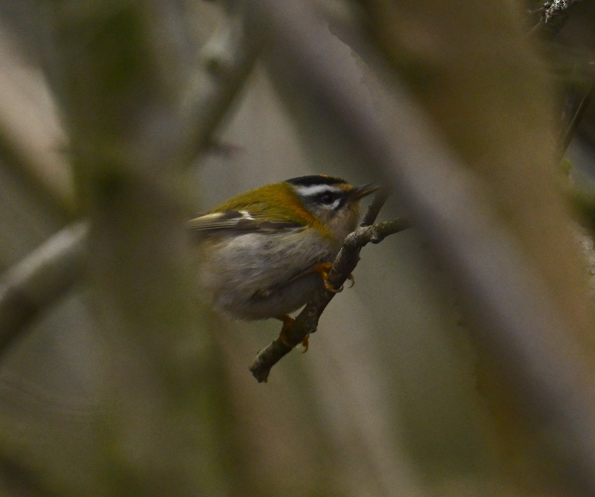 Roger Hackney tweet media