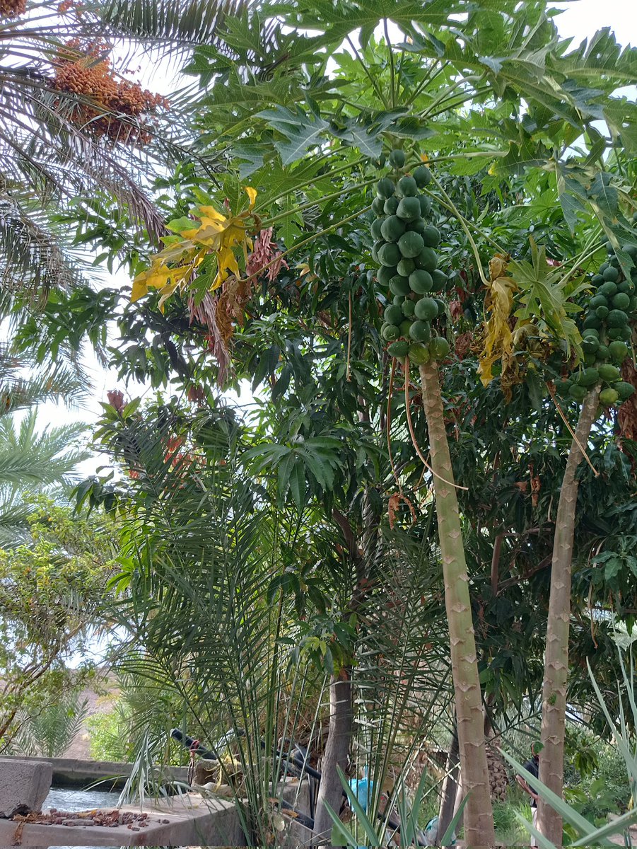 ftooma85's tweet image. السلام عليكم.
أما بعد
ايوا .. ايوا .. مال بلدان 😍

#عشوائيات