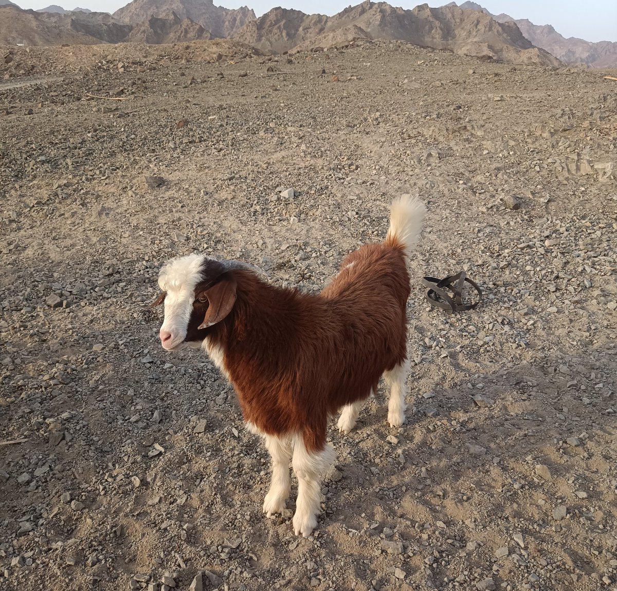 ftooma85's tweet image. السلام عليكم.
أما بعد
ايوا .. ايوا .. مال بلدان 😍

#عشوائيات