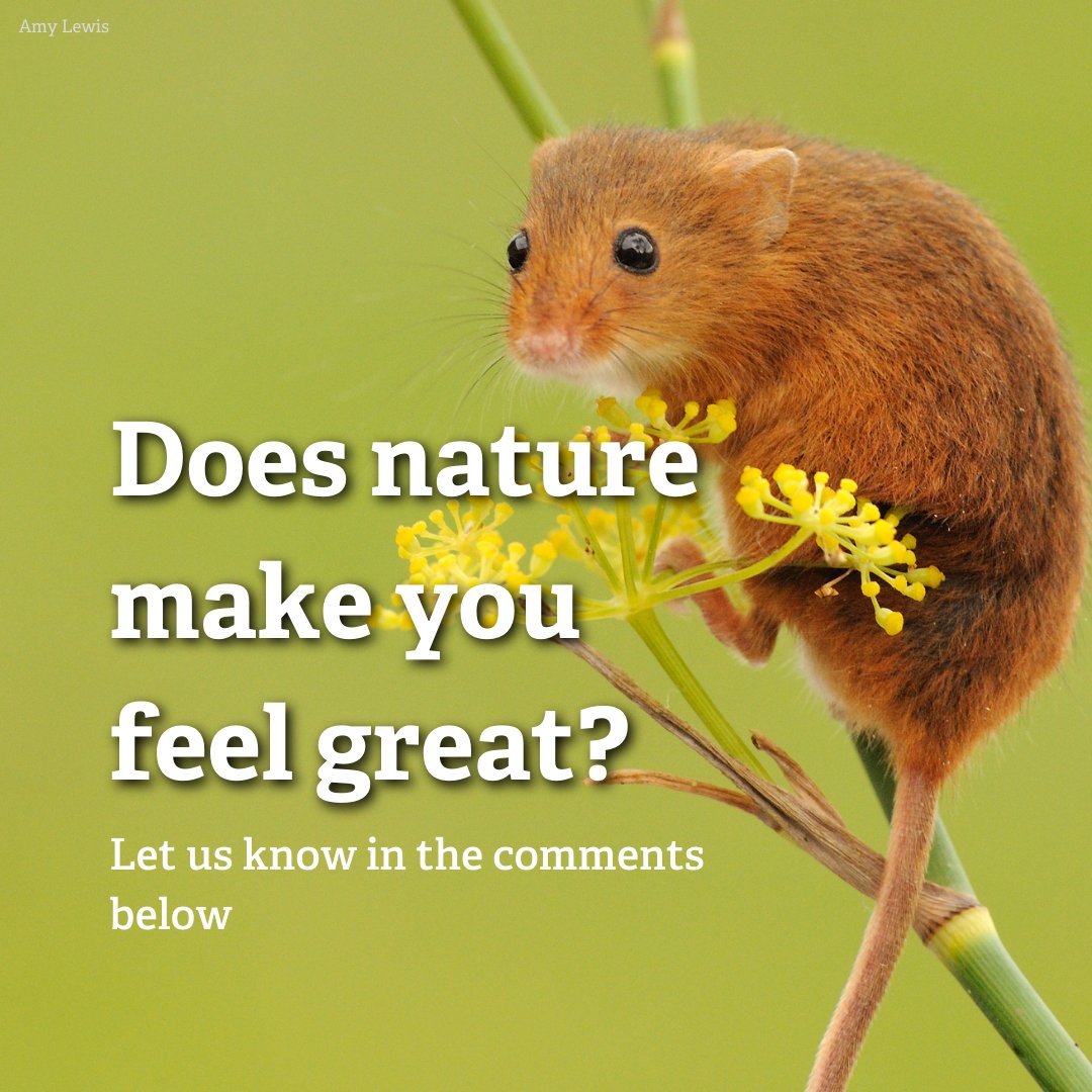 WildlifeTrusts's tweet photo. Regular contact with #nature can help boost your mental and physical well-being 💚 

That’s why #socialprescribing could save the NHS millions! Find out more 👉 https://t.co/WhwYrA3zZy https://t.co/DiTqfawBAj