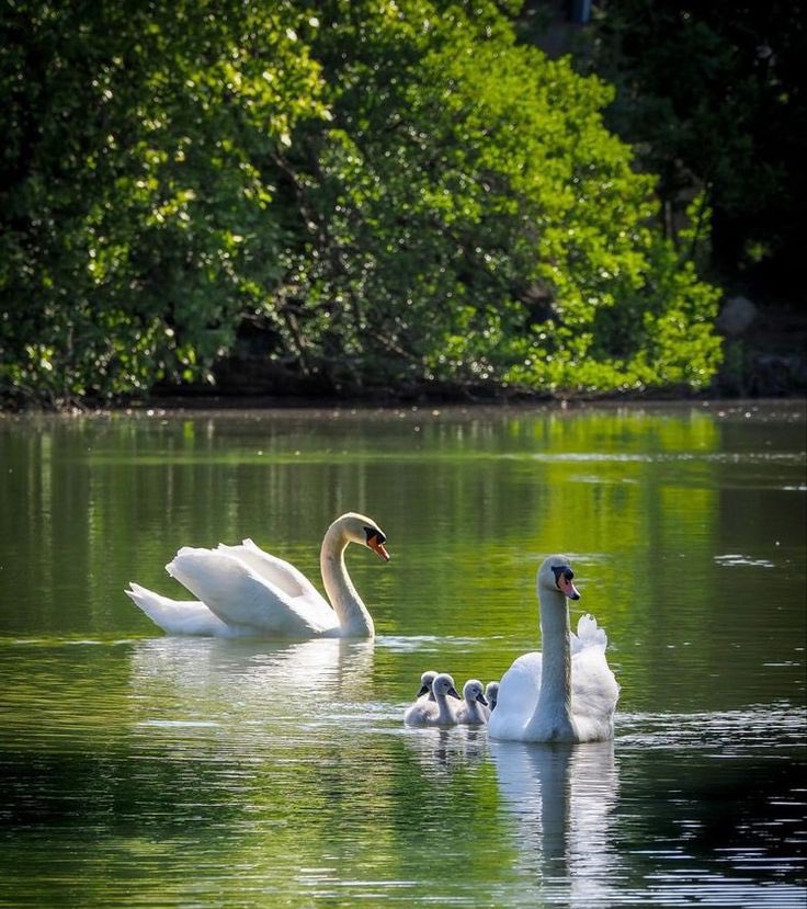 ᅠ ᅠ (@greendreaams) on Twitter photo 