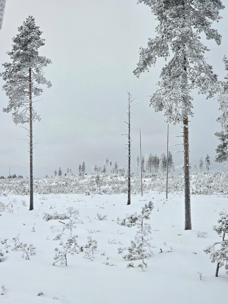 Lapland, koud maar mooi