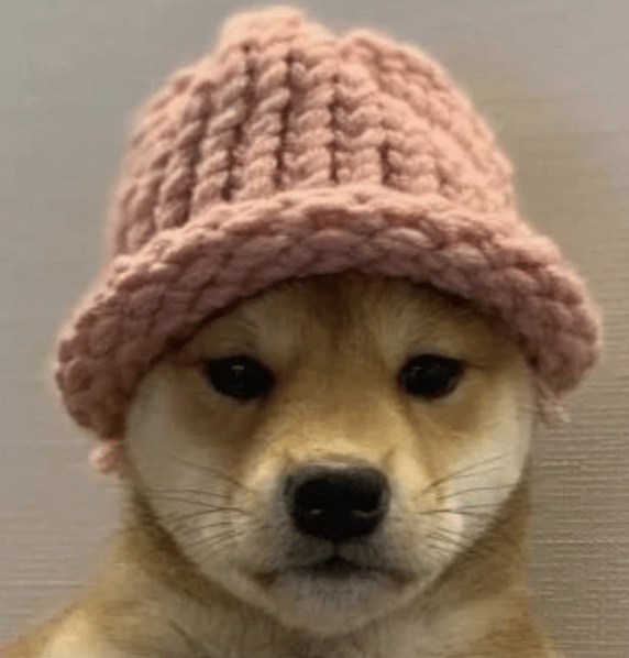 WebTrendCo's tweet photo. NOW: DogWifHat @dogwifcoin prints a bullish divergence on the 4 hour chart 👀 https://t.co/vU5QbVJSib