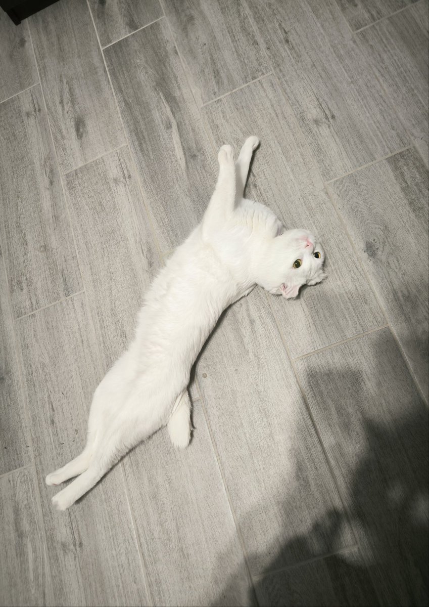 Длиннокота вам в ленту этим субботним вечером