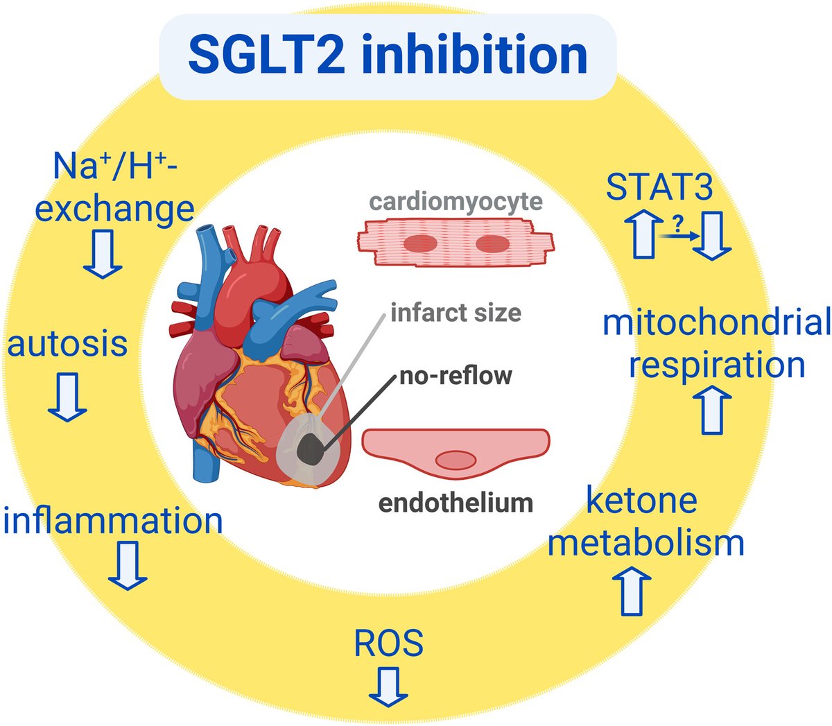 JACC Journals (@jaccjournals) on Twitter photo The enigmata of cardioprotection with #SGLT2i
Read the editorial by Drs. Heusch & <a href="/PKleinbongard/">Petra Kleinbongard</a> on a new #JACCBTS study exploring the role of #empagliflozin on microvascular injury: jacc.org/doi/10.1016/j.… The enigmata of cardioprotection with #SGLT2i
Read the editorial by Drs. Heusch & <a href="/PKleinbongard/">Petra Kleinbongard</a> on a new #JACCBTS study exploring the role of #empagliflozin on microvascular injury: jacc.org/doi/10.1016/j.…