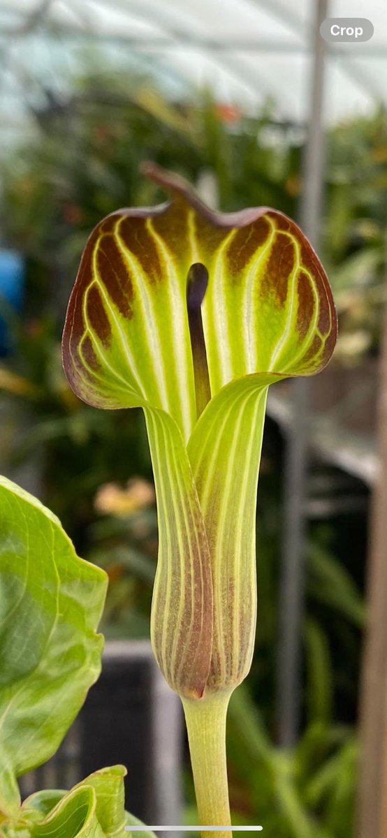GreatAgapanthus's tweet photo. Arisaema are very distinctive, mainly found in woodland environments in Asia and North America. Hardy to -10. The common name quite aptly known as jack-in-the-pulpit or more dramatically ‘Cobra lilies’. Fantastic tubers available for immediate dispatch. https://t.co/HAAeDctqGA https://t.co/zNqP0NlWHb