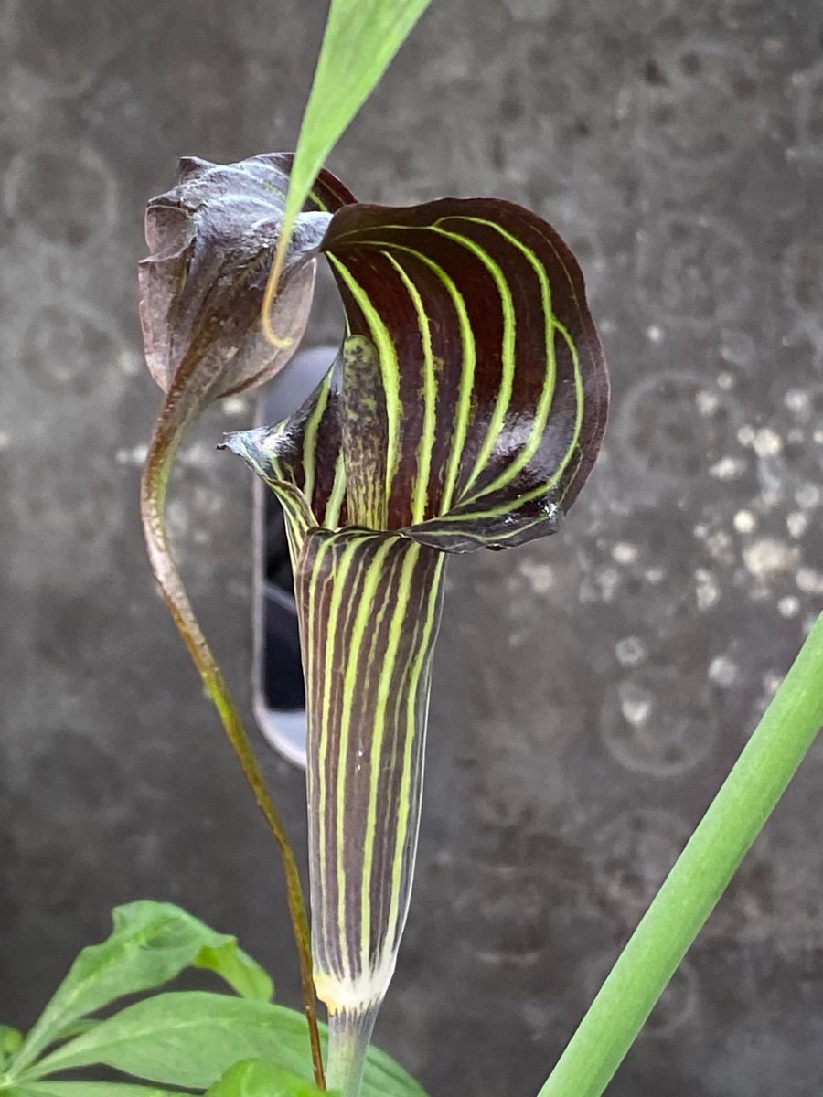 GreatAgapanthus's tweet photo. Arisaema are very distinctive, mainly found in woodland environments in Asia and North America. Hardy to -10. The common name quite aptly known as jack-in-the-pulpit or more dramatically ‘Cobra lilies’. Fantastic tubers available for immediate dispatch. https://t.co/HAAeDctqGA https://t.co/zNqP0NlWHb