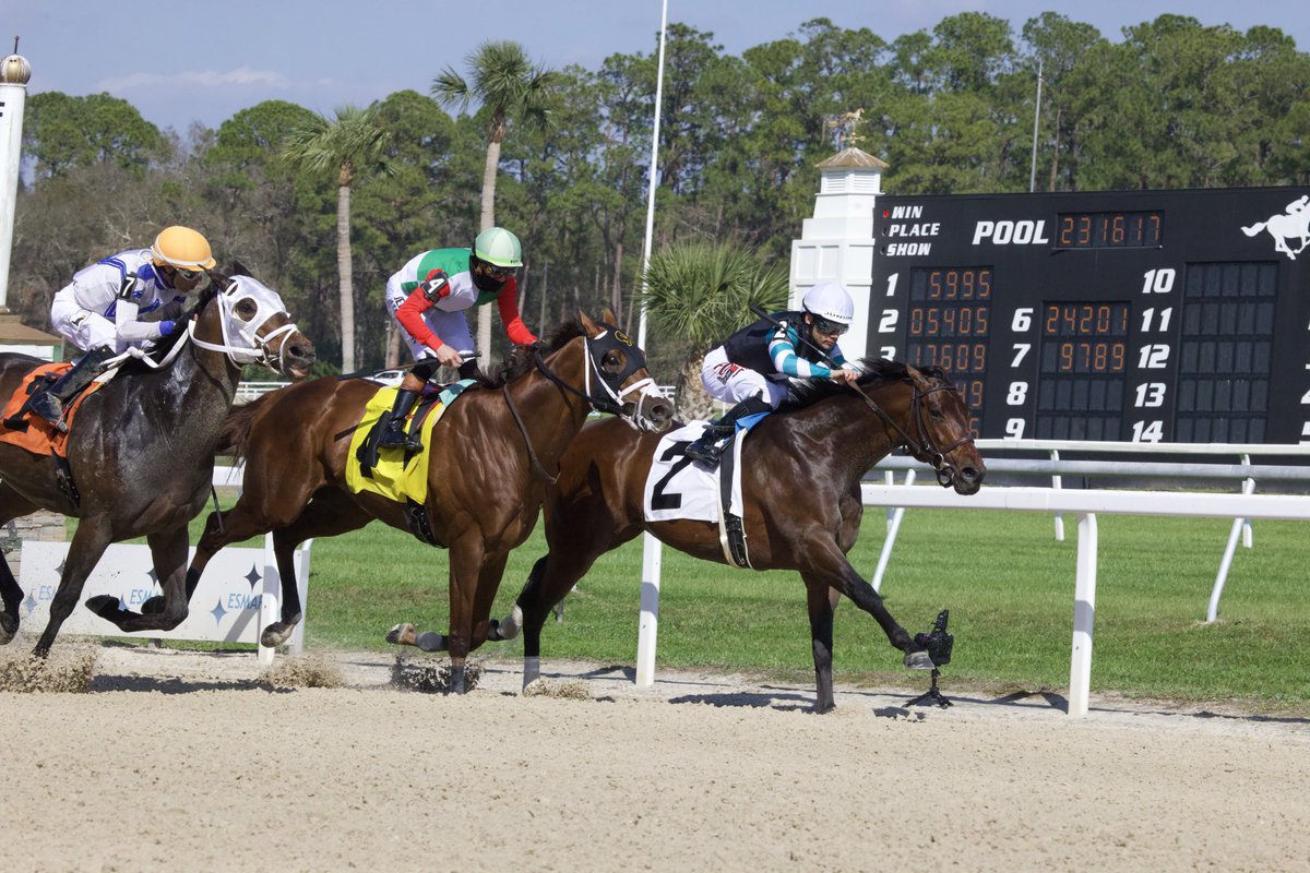 TampaBayDownsFL's tweet image. Nutella Fella and @JuniorandKellyA 
win the 41st Running of the Pelican Stakes, for trainer @GaryContessa and owner @BellGableStable!  Congratulations to the winning connections! 🥂🍾🏆 #stakeswin