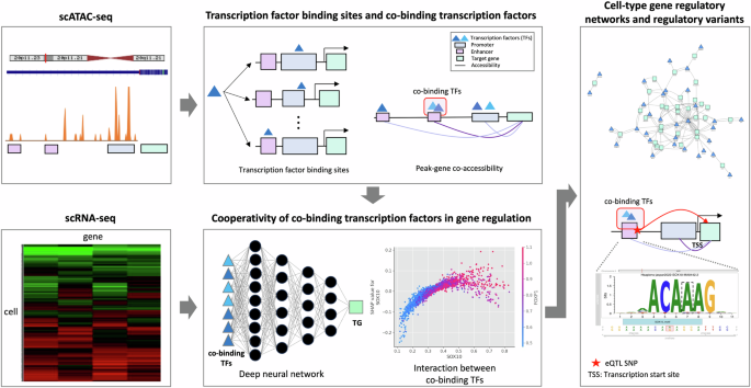 CoTF-reg reveals cooperative transcription factors in oligodendrocyte gene regulation using single-cell multi-omics: Communications Biology, Published online: 05 February 2025; doi:10.1038/s42003-025-07570-6The authors introduce coTF-reg, an analytical… nature.com/articles/s4200…