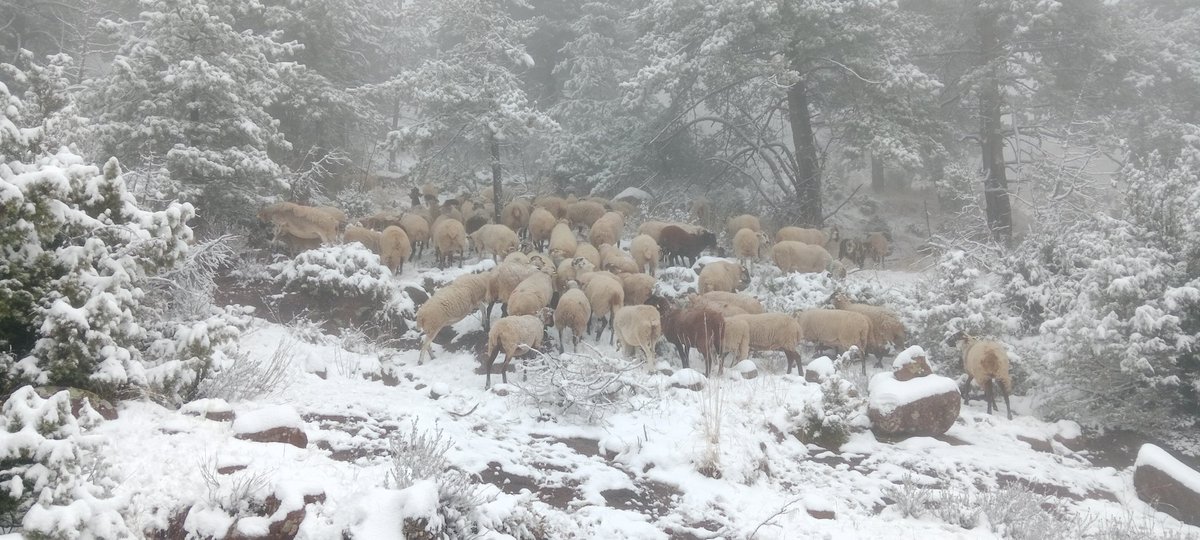 Al mal temps bona cara i qui dia passa, any empeny.