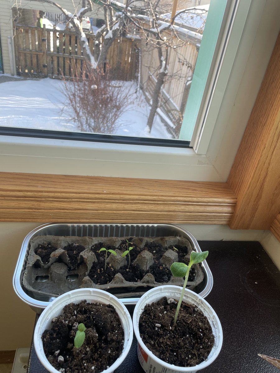 Feeling stressed? Growing food feels like a good way to channel that energy.