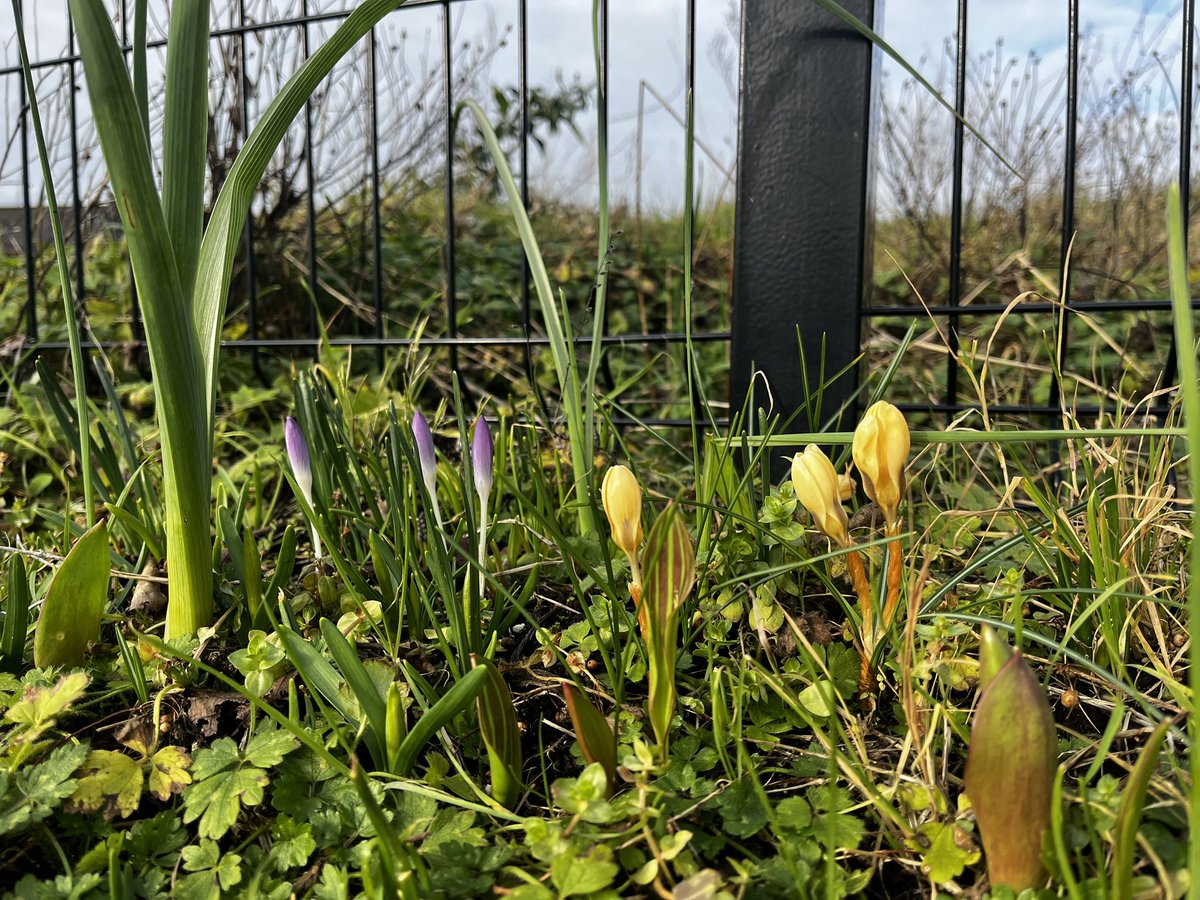 ☀️ Despite the cold this morning's sunshine made our volunteering efforts in #carrigaline much easier! Our team was busy litter picking, planting, and tidying beds &amp; planters. 

With flowers beginning to sprout, spring is showing its first signs and adding color to our community