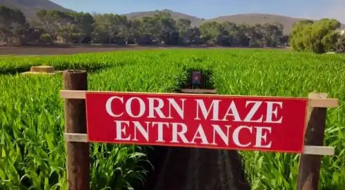 LBuhlerh's tweet photo. This whole thing was to rescue American farmers we see you, Donald, but nonetheless, they must go and live in a pigstall. They have free pass. https://t.co/ANTOyndcdl
