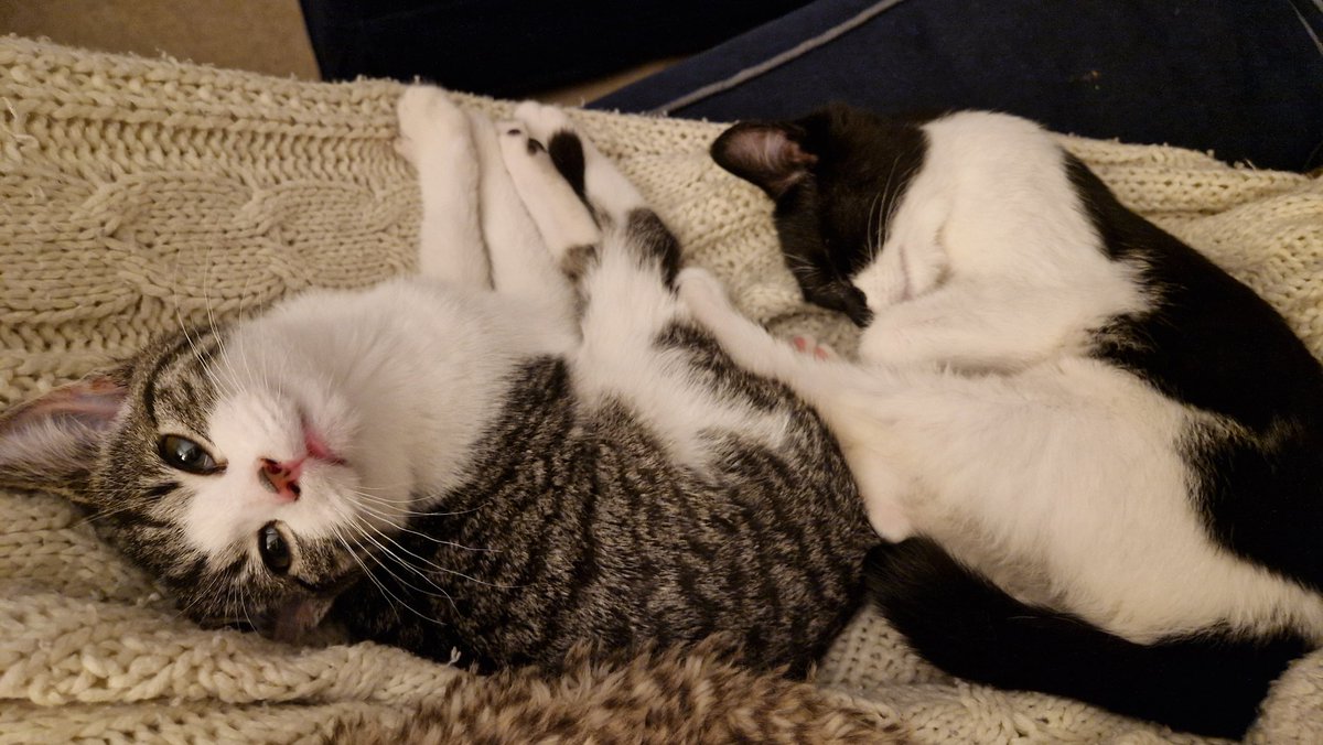 #Caturday rescue kittens keeping me company.