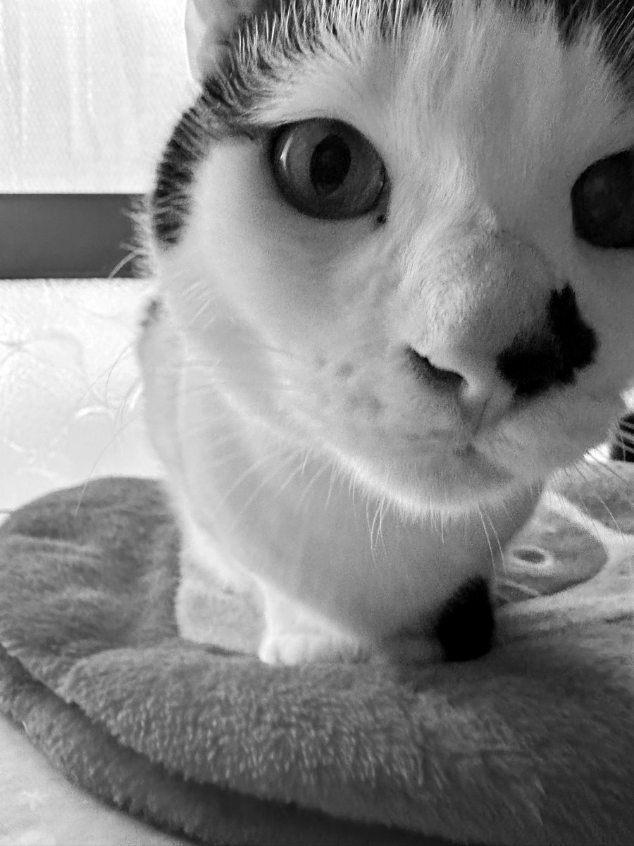 kasaratchi's tweet photo. 😊🤳近寄りすぎ
😺鼻チューしなくて良いの？
・トニヤ

😊🤳Too close
😺I don't have to give you a nose kiss?
・Toniya https://t.co/TTnubstn6j