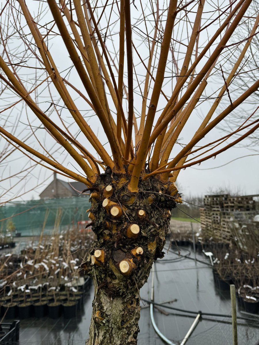 edlangthorns's tweet photo. Todays weather calls for inside jobs so we’ve been propagating hard wood cutting like viburnum and Salix.
Pictured bellow is Salix alba var. vitellina Nova.
#salix #willow #wintercolours #propogation #cuttings #rainyday #pollardedtrees #gardeningtips #supportlocal #langthorns https://t.co/qlrhABdodX