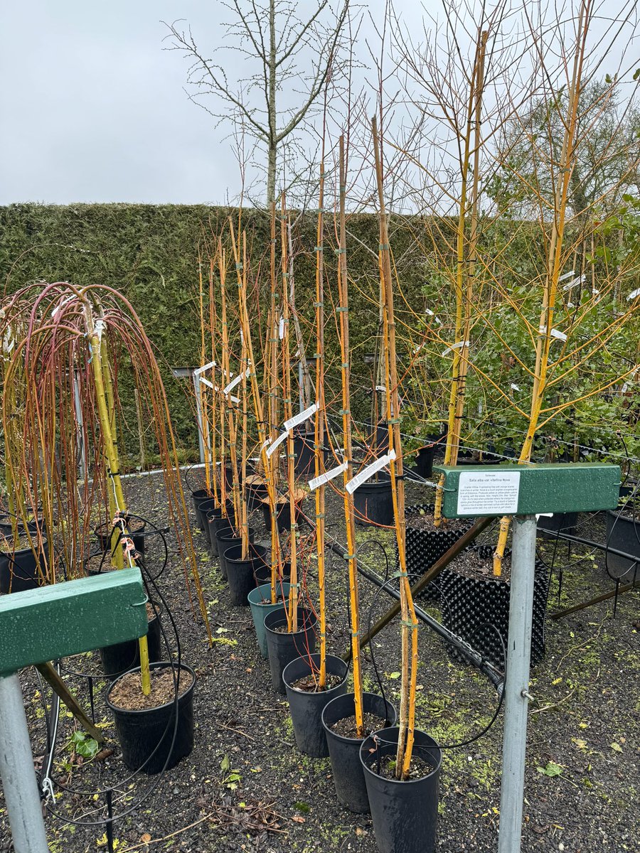 edlangthorns's tweet photo. Todays weather calls for inside jobs so we’ve been propagating hard wood cutting like viburnum and Salix.
Pictured bellow is Salix alba var. vitellina Nova.
#salix #willow #wintercolours #propogation #cuttings #rainyday #pollardedtrees #gardeningtips #supportlocal #langthorns https://t.co/qlrhABdodX