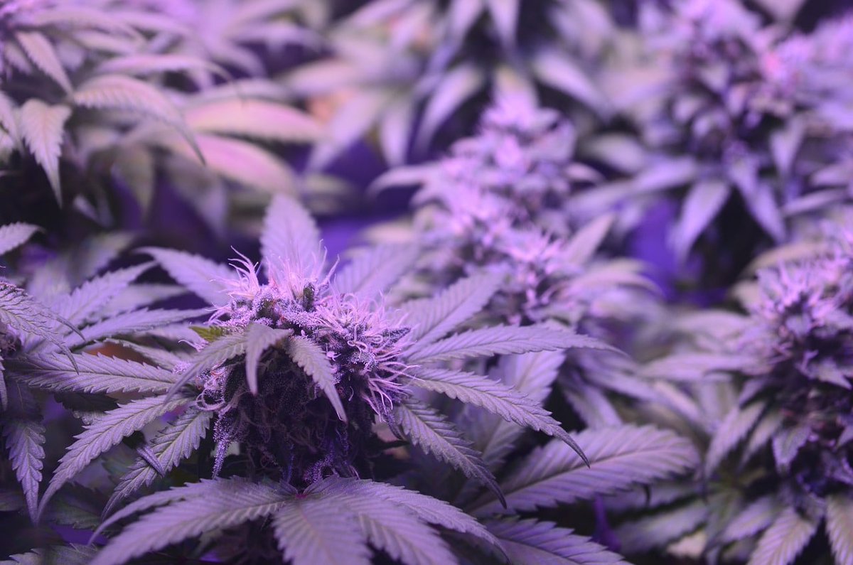 Step-by-Step Guide: How to Apply for a Minnesota Microbusiness License

Thinking about launching a cannabis business in Minnesota? The microbusiness license may be the best path for you!

⏳ Don’t miss this opportunity! Read our full guide here: quantum9.net/cannabis-micro…