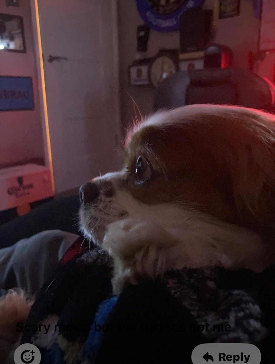 Dexter the Cavalier tweet media