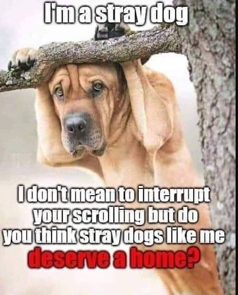 No matter what, all dogs deserve the same love ❤️.....