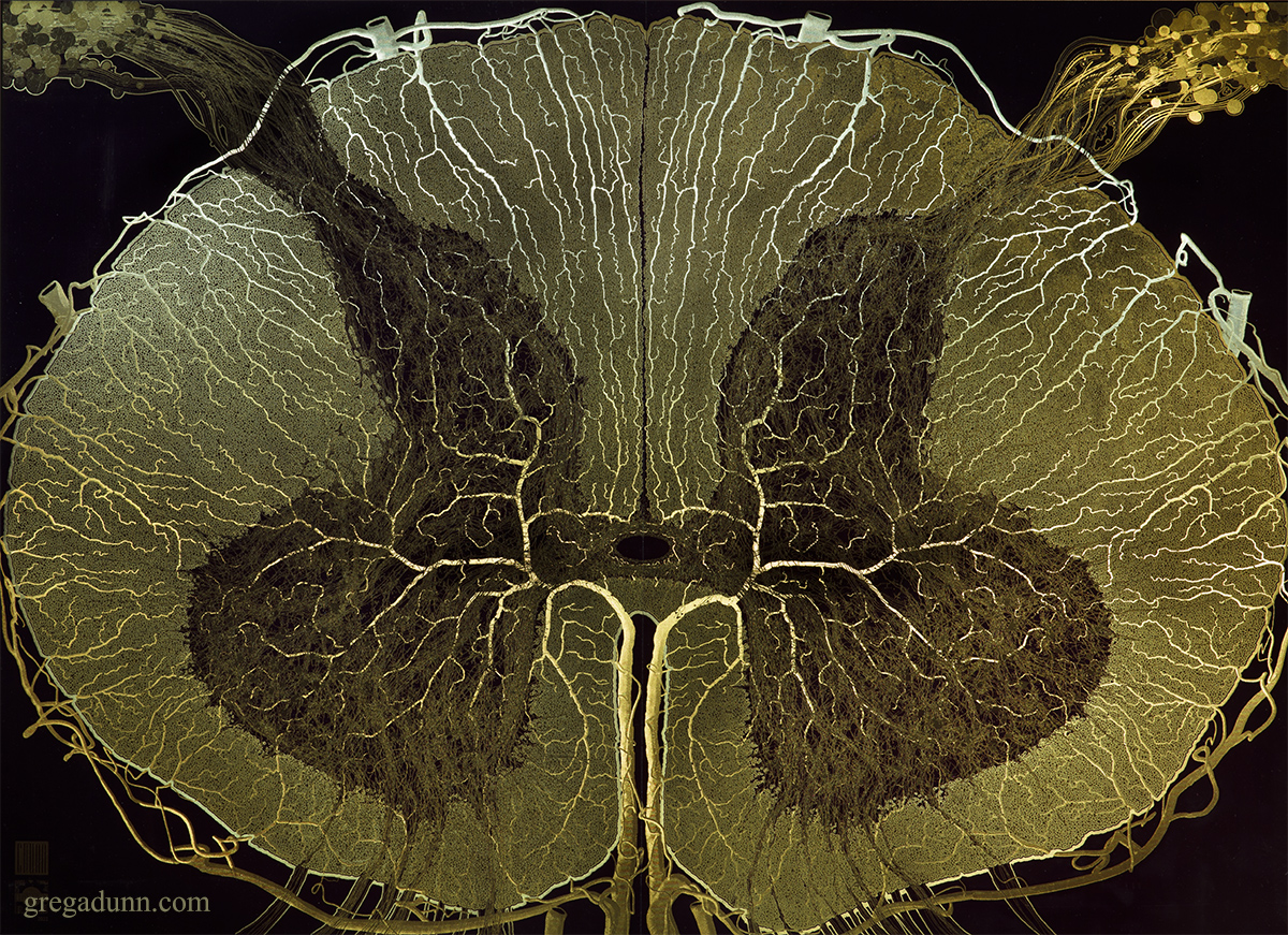 GDunnArt's tweet image. A shot of the white matter and blood vessels in the 22K gold microetching Spinal Cord. 
Availalbe as a microetched print here:
shorturl.at/Mqk4t

#spinalcord #spine #chiropractic #physicaltherapy #sciart