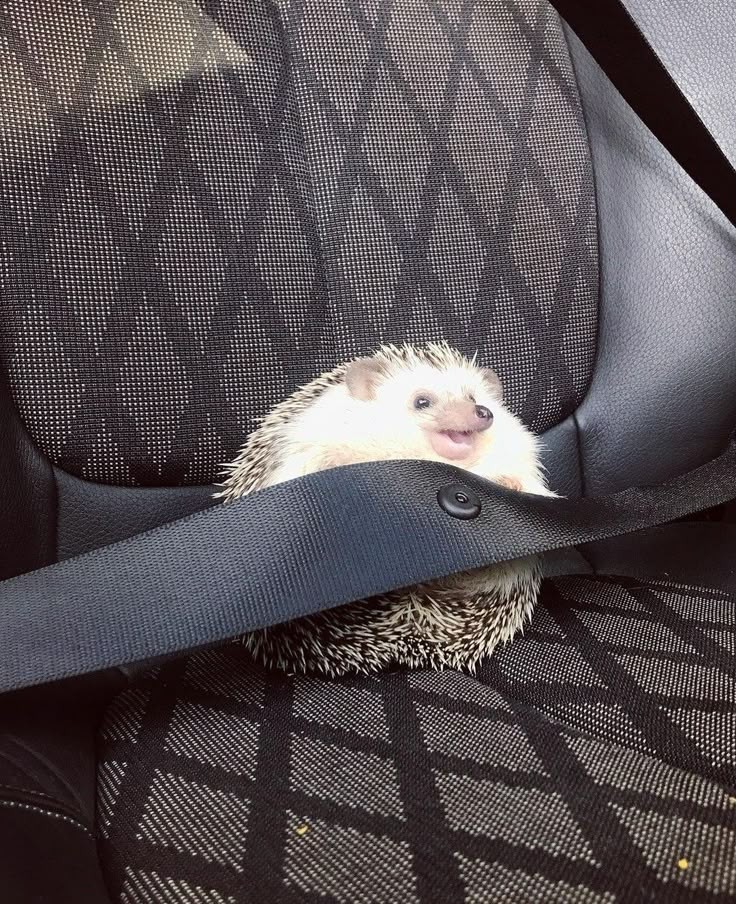 من اگه یه روز مستقل بشم قطعا یه جوجه تیغی به عنوان پت میگیرم 🫠